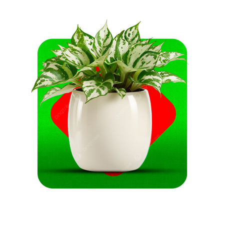 Decoração e Organização